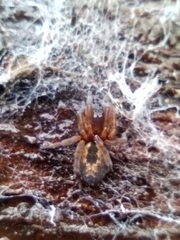 Amaurobius fenestralis