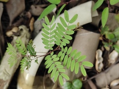 Albizia kalkora