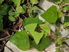 Persicaria perfoliata