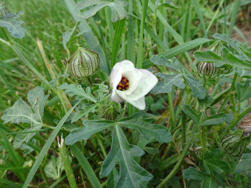 Hibiscus trionum