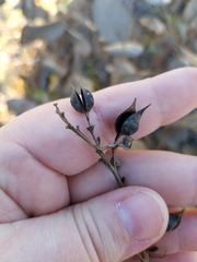 Baptisia simplicifolia