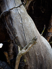 Hypocenomyce scalaris