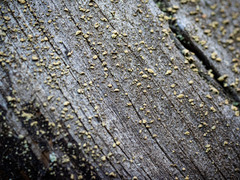 Hypocenomyce scalaris