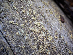 Hypocenomyce scalaris