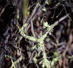 Chaenotheca furfuracea