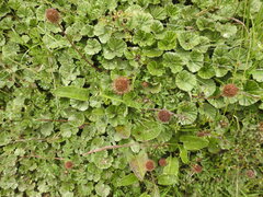 Acaena ovalifolia