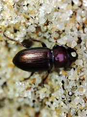 Harpalus distinguendus