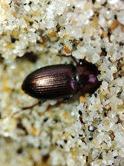 Harpalus distinguendus