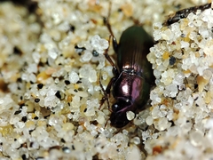 Harpalus distinguendus