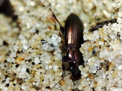 Harpalus distinguendus