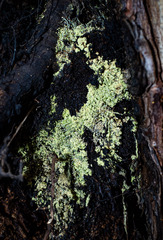 Chaenotheca furfuracea