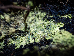 Chaenotheca furfuracea