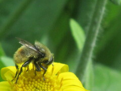 Merodon equestris