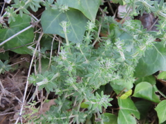 Galium maritimum