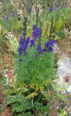 Aconitum tauricum