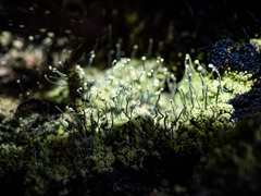 Chaenotheca furfuracea