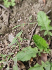 Oldenlandia corymbosa