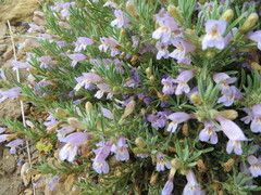 Penstemon teucrioides
