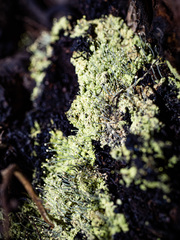 Chaenotheca furfuracea