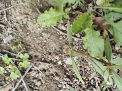 Oldenlandia corymbosa