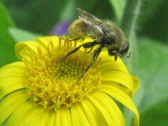 Merodon equestris