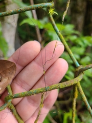 Marasmius crinis-equi