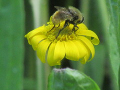 Merodon equestris