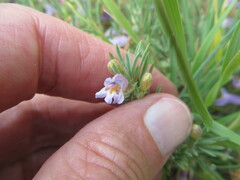 Penstemon teucrioides