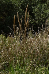 Arundo plinii
