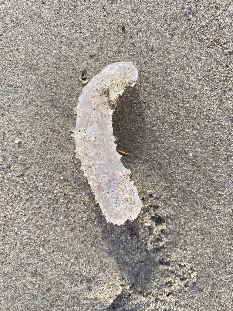 Pyrosoma atlanticum from North Pacific Ocean, Malibu, CA, US on January ...