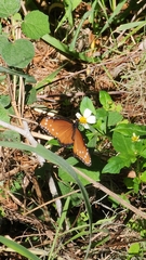 Danaus gilippus