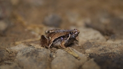 Microhyla achatina