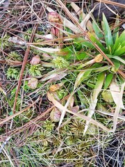 Sarracenia psittacina