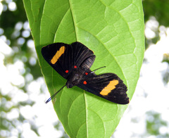 Melanis electron