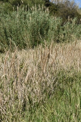 Arundo plinii