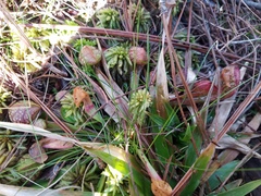 Sarracenia psittacina