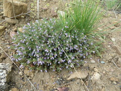 Penstemon teucrioides