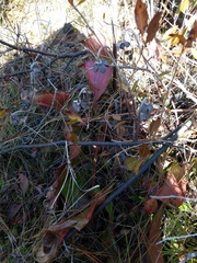 Sarracenia psittacina