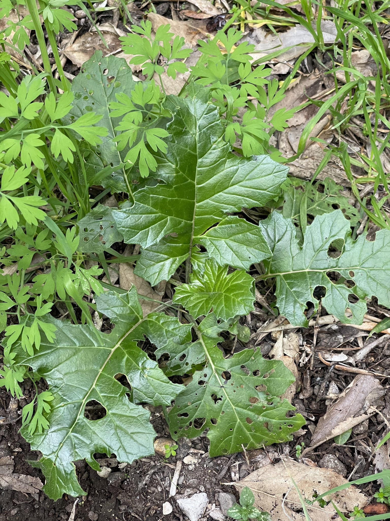 Acanthus mollis L.