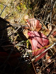 Sarracenia psittacina