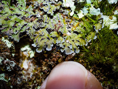 Physconia leucoleiptes