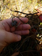 Sarracenia psittacina