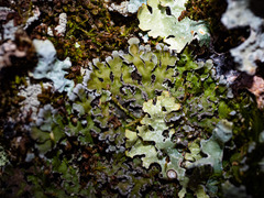 Physconia leucoleiptes