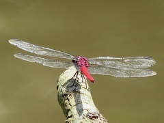 Orthemis schmidti