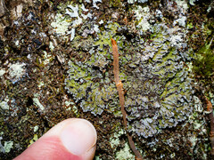 Physconia leucoleiptes