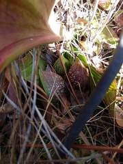 Sarracenia psittacina