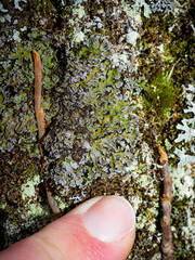 Physconia leucoleiptes