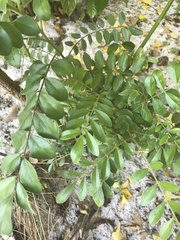 Sophora tomentosa