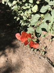 Bougainvillea