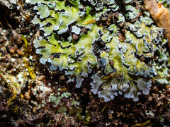 Physconia leucoleiptes